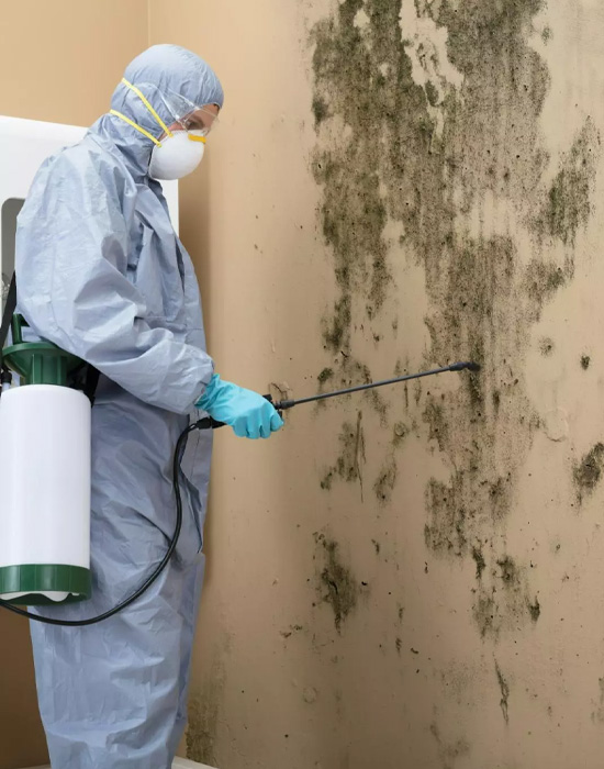 Mold Remediation in Pelham