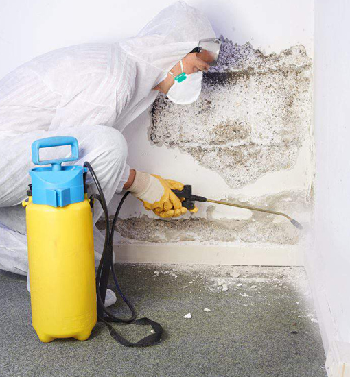 Mold Remediation in Pelham