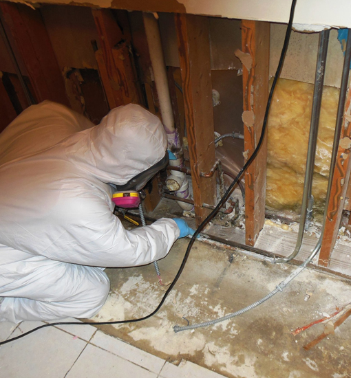 Mold Removal in Pelham