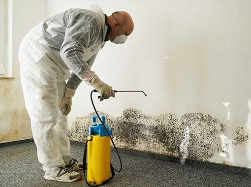 Mold Removal in Pelham